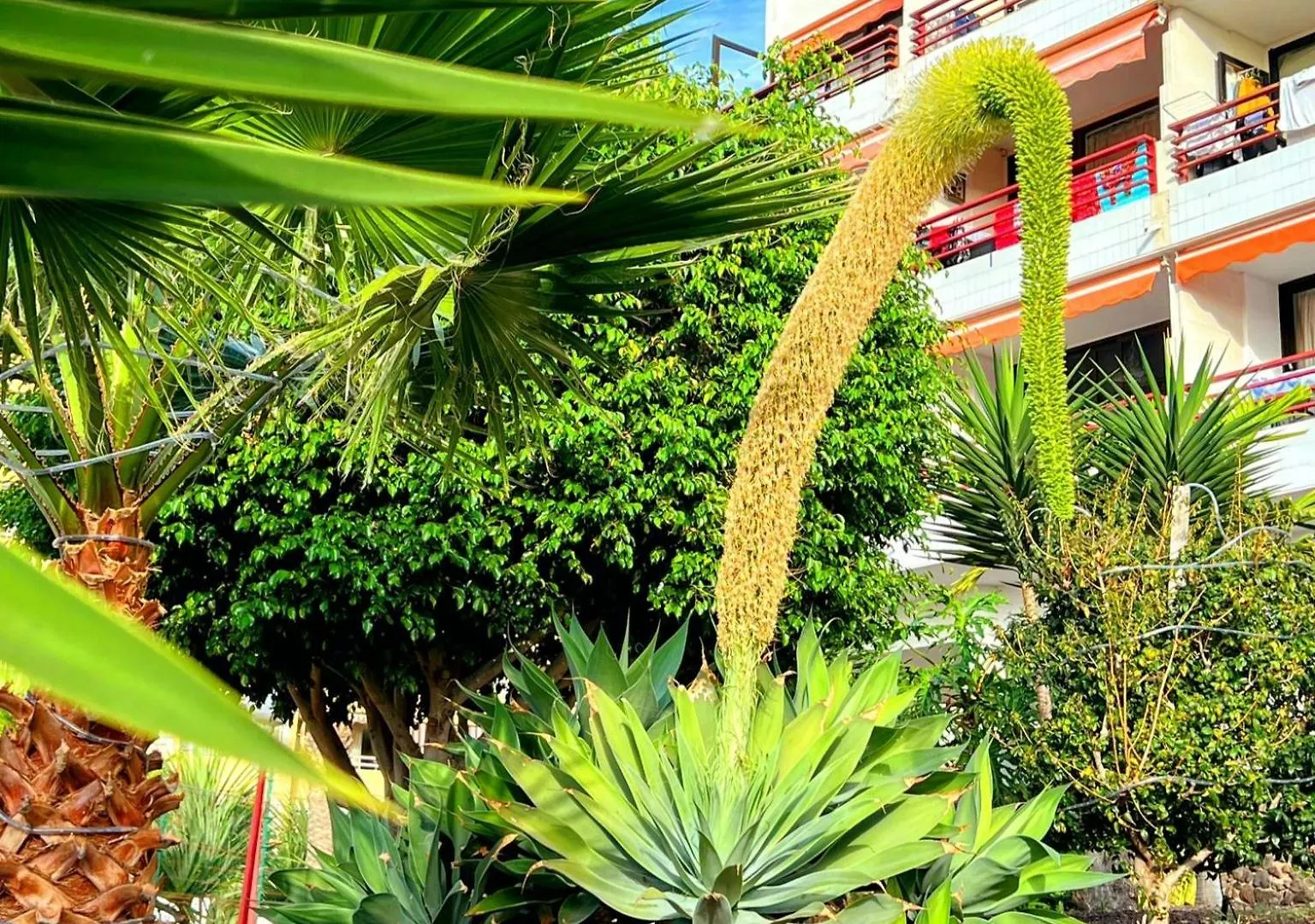 Paulmarie Apartment In Olympia Playa de las Américas